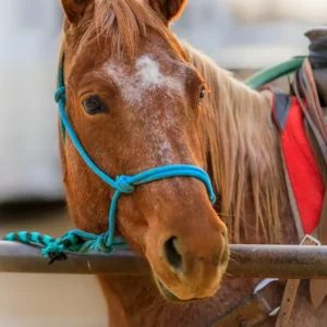 Good Morning, Ginger_Lisa Saines