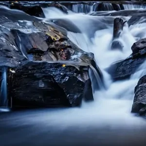 Movement_Lisa Saines