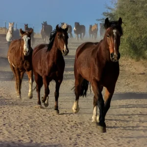 The Wrangle II_Lisa Saines