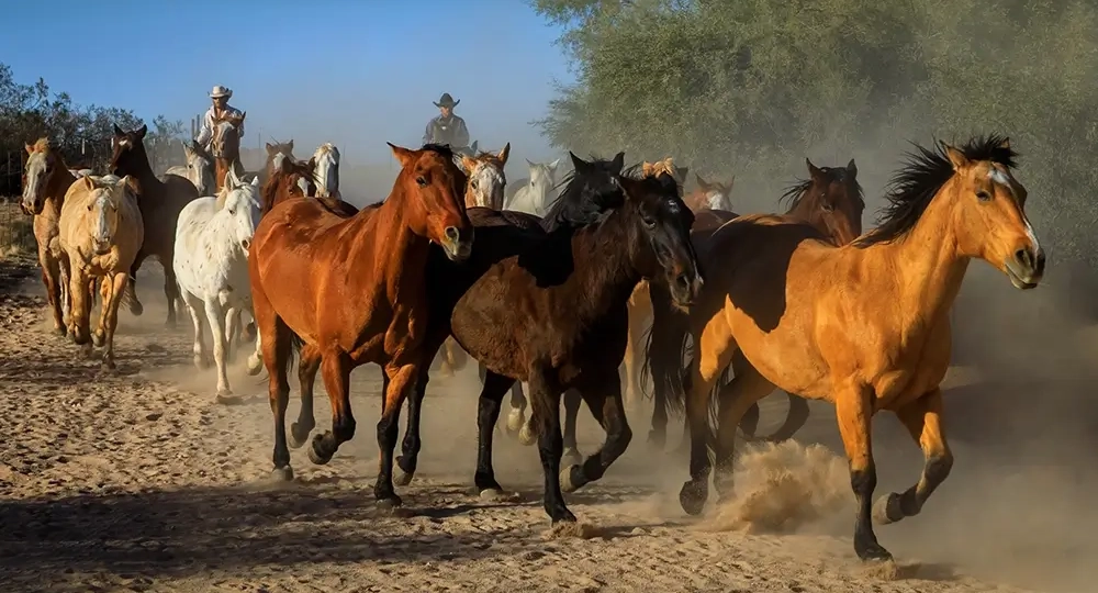 Western Portfolio Page